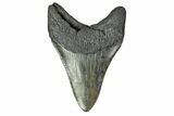 Fossil Megalodon Tooth - Georgia #151575-2